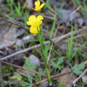 Ranunculus lappaceus at Wodonga, VIC - 30 Aug 2024 11:27 AM