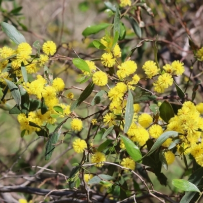 Acacia verniciflua (Varnish Wattle) at Wodonga, VIC - 30 Aug 2024 by KylieWaldon