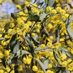 Acacia verniciflua at Wodonga, VIC - 30 Aug 2024 11:21 AM