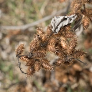 Xanthium spinosum at Whitlam, ACT - 30 Aug 2024