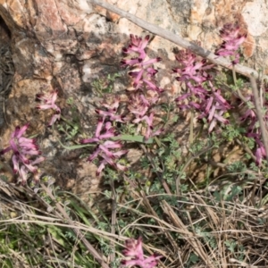 Fumaria officinalis at Whitlam, ACT - 30 Aug 2024 11:39 AM