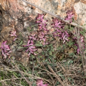 Fumaria officinalis at Whitlam, ACT - 30 Aug 2024 11:39 AM