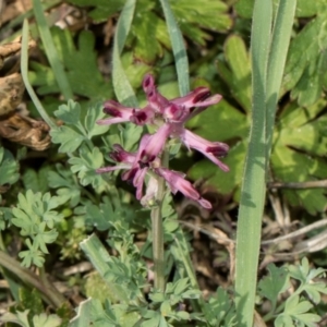 Fumaria officinalis at Whitlam, ACT - 30 Aug 2024