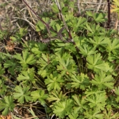 Geranium sp. Pleated sepals (D.E.Albrecht 4707) Vic. Herbarium at Whitlam, ACT - 30 Aug 2024 by AlisonMilton