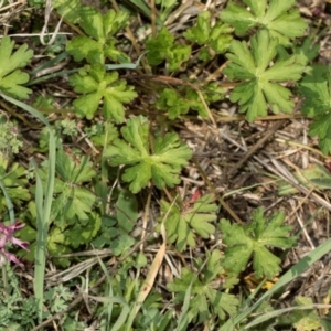 Geranium sp. Pleated sepals (D.E.Albrecht 4707) Vic. Herbarium at Whitlam, ACT - 30 Aug 2024