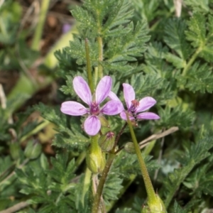 Erodium cicutarium at Whitlam, ACT - 30 Aug 2024 11:50 AM