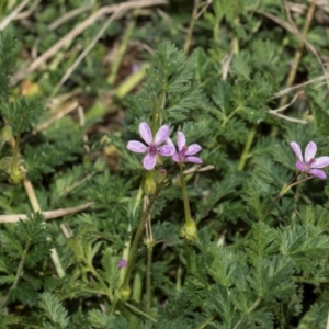 Erodium cicutarium at Whitlam, ACT - 30 Aug 2024 11:50 AM