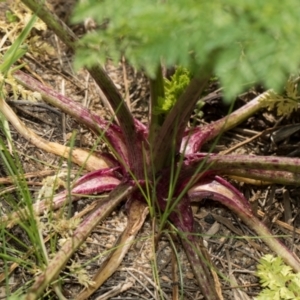 Conium maculatum at Whitlam, ACT - 30 Aug 2024 11:50 AM