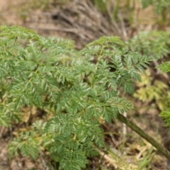 Conium maculatum at Whitlam, ACT - 30 Aug 2024 11:50 AM