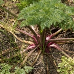 Conium maculatum at Whitlam, ACT - 30 Aug 2024 11:50 AM