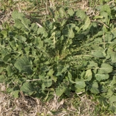 Hirschfeldia incana (Buchan Weed) at Whitlam, ACT - 30 Aug 2024 by AlisonMilton