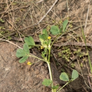 Medicago sp. at Whitlam, ACT - 30 Aug 2024 12:08 PM