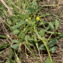 Medicago sp. at Whitlam, ACT - 30 Aug 2024 12:08 PM