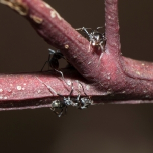 Iridomyrmex sp. (genus) at Whitlam, ACT - 30 Aug 2024