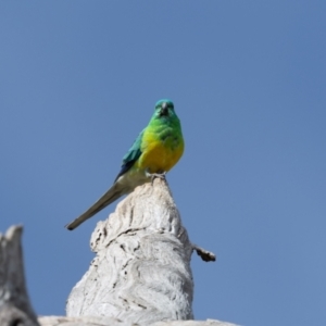 Psephotus haematonotus at Whitlam, ACT - 30 Aug 2024