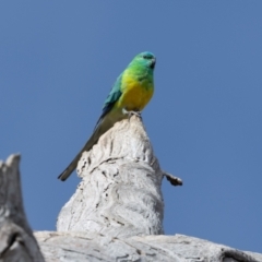 Psephotus haematonotus at Whitlam, ACT - 30 Aug 2024