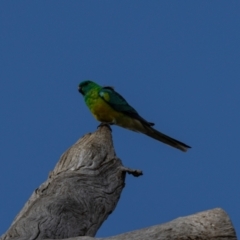 Psephotus haematonotus at Whitlam, ACT - 30 Aug 2024 10:40 AM