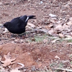 Corcorax melanorhamphos (White-winged Chough) at Watson, ACT - 25 Aug 2024 by abread111