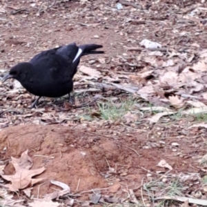 Corcorax melanorhamphos at Watson, ACT - 26 Aug 2024