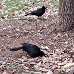 Corcorax melanorhamphos at Watson, ACT - 26 Aug 2024