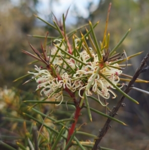 Hakea decurrens subsp. decurrens at Bruce, ACT - 31 Aug 2024