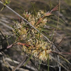 Hakea decurrens subsp. decurrens at Bruce, ACT - 31 Aug 2024 02:41 PM