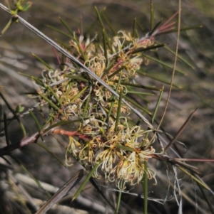 Hakea decurrens subsp. decurrens at Bruce, ACT - 31 Aug 2024 02:41 PM