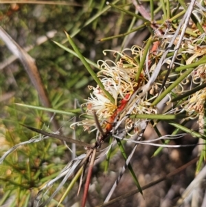 Hakea decurrens subsp. decurrens at Bruce, ACT - 31 Aug 2024