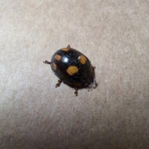 Paropsisterna sp. (genus) at Labrador, QLD - 31 Aug 2024 09:23 PM