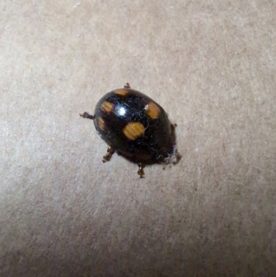 Paropsisterna sp. (genus) (A leaf beetle) at Labrador, QLD - 31 Aug 2024 by dooffuss