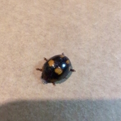 Paropsisterna sp. (genus) at Labrador, QLD - 31 Aug 2024 09:23 PM