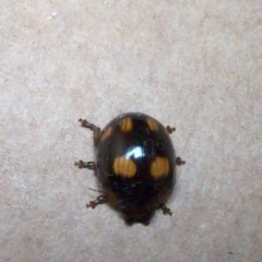 Paropsisterna sp. (genus) at Labrador, QLD - 31 Aug 2024 09:23 PM