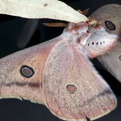 Opodiphthera helena (Helena Gum Moth) at Rosedale, NSW - 30 Aug 2024 by jb2602