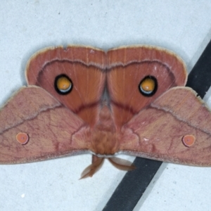 Opodiphthera helena at Rosedale, NSW - 31 Aug 2024 12:12 AM