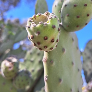 Opuntia ficus-indica at Strathnairn, ACT - 31 Aug 2024 12:44 PM