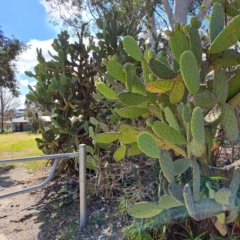 Opuntia ficus-indica at Strathnairn, ACT - 31 Aug 2024 12:44 PM