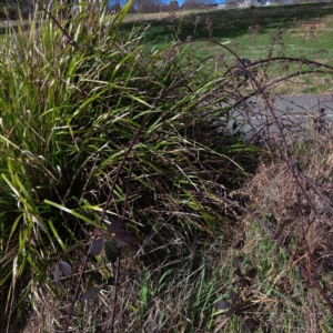 Rubus anglocandicans at Dunlop, ACT - 23 Aug 2024 02:06 PM