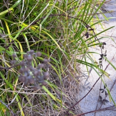 Rubus anglocandicans at Dunlop, ACT - 23 Aug 2024