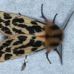 Ardices curvata (Crimson Tiger Moth) at Rosedale, NSW - 30 Aug 2024 by jb2602