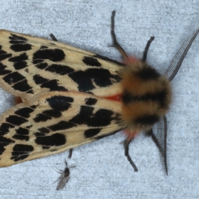 Ardices curvata (Crimson Tiger Moth) at Rosedale, NSW - 31 Aug 2024 by jb2602