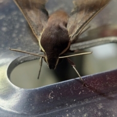 Hippotion scrofa (Coprosma Hawk Moth) at Canberra Airport, ACT - 31 Aug 2024 by FeralGhostbat