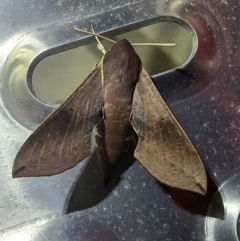 Hippotion scrofa at Canberra Airport, ACT - 1 Sep 2024 05:35 AM