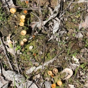 Lichenomphalia chromacea at Wodonga, VIC - 30 Aug 2024 11:45 AM