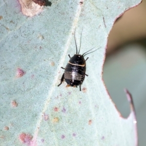 Ellipsidion australe at Wodonga, VIC - 30 Aug 2024