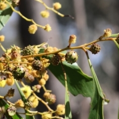 Trichilogaster sp. (genus) (Acacia gall wasp) at Wodonga, VIC - 30 Aug 2024 by KylieWaldon