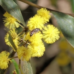 Unidentified Bee (Hymenoptera, Apiformes) at Wodonga, VIC - 30 Aug 2024 by KylieWaldon