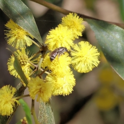 Unidentified Bee (Hymenoptera, Apiformes) at Wodonga, VIC - 30 Aug 2024 by KylieWaldon