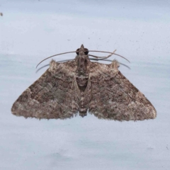 Phrissogonus laticostata (Apple looper moth) at Turner, ACT - 30 Aug 2024 by ConBoekel