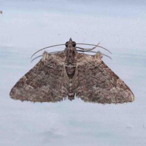 Phrissogonus laticostata at Turner, ACT - 30 Aug 2024