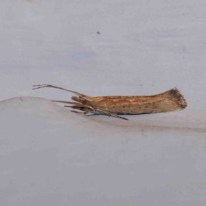 Plutella (genus) at Turner, ACT - 30 Aug 2024 10:39 PM